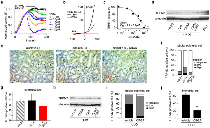CBGA inhibits TRPM7 currents in HEK293 cells and reduces TRPM7 expression in kidney damage. (a) Inhibitory effects of CBGA on TRPM7 currents was investigated by whole-cell patch-clamp recordings from HEK293 cells overexpressing TRPM7. Average TRPM7-mediated outward currents at + 80 mV extracted from ramp currents delivered at 0.5 Hz and plotted as a function of time. Concentrations of 0.3 µM (green circles, n = 5), 1 µM (red circles, n = 7), 3 µM (blue circles, n = 7), 5 µM (orange circles, n = 7), and 10 µM (purple circles, n = 6), were applied from 140 to 260 s (black bar). Standard Ringer without CBGA contained acetonitrile as vehicle and was used as control (black circles, n = 8). (b) Average I/V curve of TRPM7 currents extracted before (138 s, black line) and after (260 s, red line) 10 µM CBGA application. (c) The dose–response curve of CBGA on TRPM7 channels. Data points for the curve were obtained from the normalized currents in panel (a) at 260 s. (d) TRPM7 protein expression was examined in kidney tissues from cisplatin-administered mice treated with CBD, CBGA and CBGA + CBD using western blotting (Full images are shown in Supplementary Fig. S5a). (e) Representative pictures of immunostaining to TRPM7 (magnification × 400) in kidneys from non-cisplatin treated mice (left panel), cisplatin-treated mice (middle panel) and cisplatin/CBGA-treated mice (right panel). Scale bars represent 50 µm. Green arrow heads indicate TRPM7-low expression and red arrow heads are high expression levels of TRPM7, yellow arrow heads indicate TRPM7-negative (TRPM7 staining not detectable) in renal tubular epithelial cells. (f) The percentage of TRPM7-positive cells in tubular epithelial cells in kidneys from cisplatin-treated mice. TRPM7-high expression (black bars), TRPM7-low expression (gray bars) and non-detectable TRPM7 staining (white bars) in tubular epithelial cells assessed in a total of 10 non-overlapping fields. (g) The percentage of TRPM7-positive interstitial cells assessed in the same fields as in panel (f). (h) TRPM7 protein expression was examined in cortical UUO kidney tissue from mice treated with vehicle, CBGA, CBD and CBGA + CBD using western blot (Full images are shown in Supplementary Fig. S6a). (i) The percentage of TRPM7 in tubular epithelial cells from UUO kidneys treated with CBGA or not. Same experimental protocol as in (f). Representative pictures are shown in Supplementary Fig. S6c. (j) The percentage of TRPM7-positive interstitial cells assessed in the same fields as in panel (i). **p < 0.01 vs. vehicle treatment group.