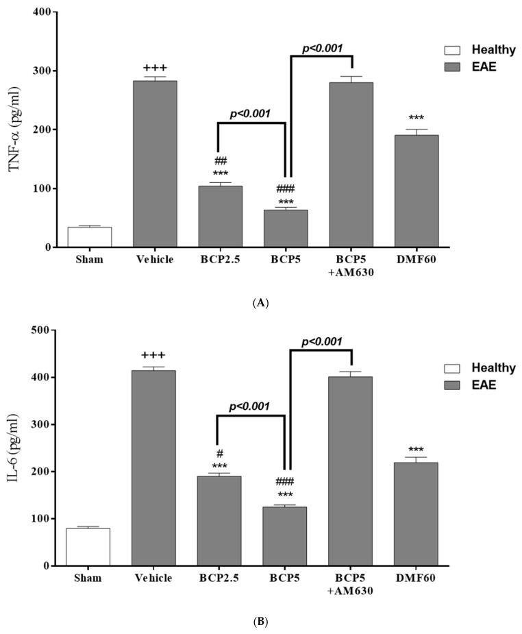 The effects of DMF (60 mg/kg; 30 mg/kg twice a day; p.o.), BCP (2.5, 5 mg/kg/day; p.o.), and the combination of a CB2 antagonist AM630 (1 mg/kg; i.p.) with BCP (5 mg/kg/day; p.o.) on the levels of anti-inflammatory and pro-inflammatory cytokines in the EAE mice serums; (A) TNF-α, (B) IL-6; (C) IL-17; (D) IL-10; and (E) IL-17/IL-10 ratio. Data were presented as Mean ± SEM, n = 6 animals in each group per experiment protocol. Two-way ANOVA and Tukey’s multiple comparisons test were performed. (*) indicates the comparison between varying doses of BCP and DMF groups to the vehicle group, **: p < 0.01, and ***: p < 0.001; (+) makes comparisons between the vehicle and sham groups, +++: p < 0.001; # in comparison to DMF group in each graph, #: p < 0.05, ##: p < 0.01, and ###: p < 0.001.
