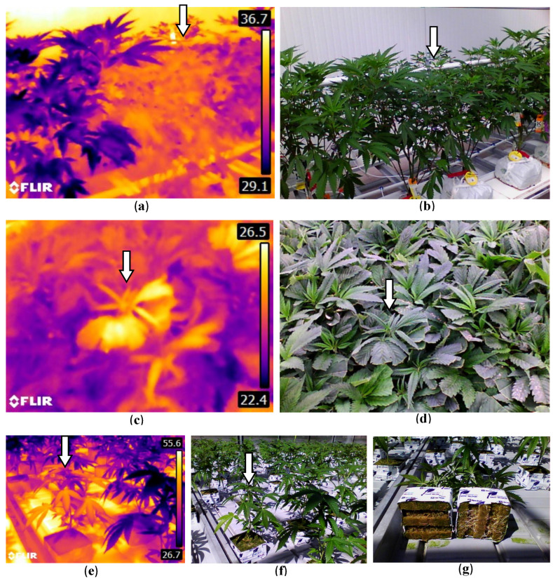 Infrared and digital image comparisons to illustrate changes in plant surface temperatures at different stages of cannabis propagation. (a,b) A stock plant (arrow) exhibiting a low transpiration rate (and high temperature, in yellow) compared to an adjacent plant with high transpiration (and lower temperature, in purple) shows a difference in surface temperatures that was attributed to infection by a root pathogen. (c,d) A cutting in the centre of a tray (arrow) with low transpiration (in yellow) surrounded by cuttings with higher transpiration rates. While the former cutting showed no obvious visual symptoms (d), early signs of pathogen infection and reduced rooting were observed. (e,f) A vegetative plant (arrow) with low transpiration (seen in yellow), among other plants with higher transpiration rates, shows notable differences in root health (g).