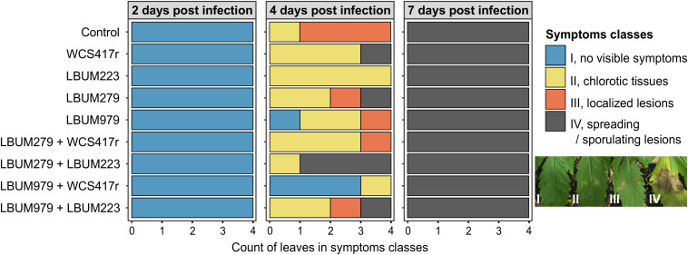 Symptoms severity on cannabis leaves 2, 4, and 7 days after infection by B. cinerea. Cannabis seedlings were primed with single-bacteria root treatments (Pseudomonas strains WCS417r and LBUM223; Bacillus strains LBUM279 and LBUM979), or consortium root treatments (LBUM279 + WCS417r, LBUM279 + LBUM223, LBUM979 + WCS417r, LBUM979 + LBUM223), or mock-primed with water (control). After one week, plants were infected with B. cinerea (2 droplets containing 103 conidia/mL) and kept under high humidity for 2, 4, and 7 days. Symptoms were assigned into 4 severity classes: I, no visible symptoms (blue); II, chlorotic tissues forming a yellow halo (yellow); III, necrotic localized lesions smaller than the original droplets size (orange); IV, large spreading lesions with tissue maceration expanding beyond the original droplets and/or sporulating (gray). Stacked barplots represent the number of leaves assigned into each class per bacterial treatment, with 4 independent biological replicates at each harvest time (each leaf comes from a different plant). No statistically significant biocontrol protection was reported when comparing bacteria-treated plants to control plants, at each harvest time (Kruskal-Wallis rank sum test with Dunn pairwise comparisons and Benjamini-Hochberg correction, α = 0.05).