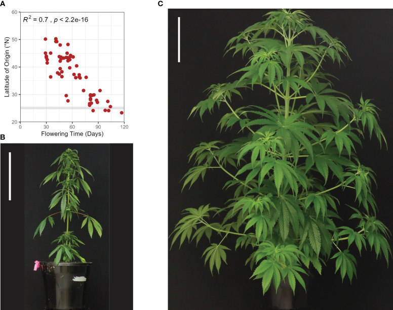 Variation in flowering and phenotypic characteristics of female hemp plants (Cannabis sativa L.): (A) Cannabis flowering time displays a strong latitudinal gradient for genotypes grown in a uniform environment The horizontal grey line indicates the latitude at which flowering time of different C. sativa varieties (indicated by the red dots) was assessed (25°N) under field conditions in natural short-day (SD) conditions (12-13 hours of daylight). Data adapted from Chen et al. (2022) and Zhang et al. (2018a). Photoperiod-insensitive (Autoflowering) cultivar Katani (B) and photoperiod-responsive cultivar Bama 4 (C) seven weeks post-sowing, after 40 days in SD, flower-inducing conditions. Scale bars are 23 cm.