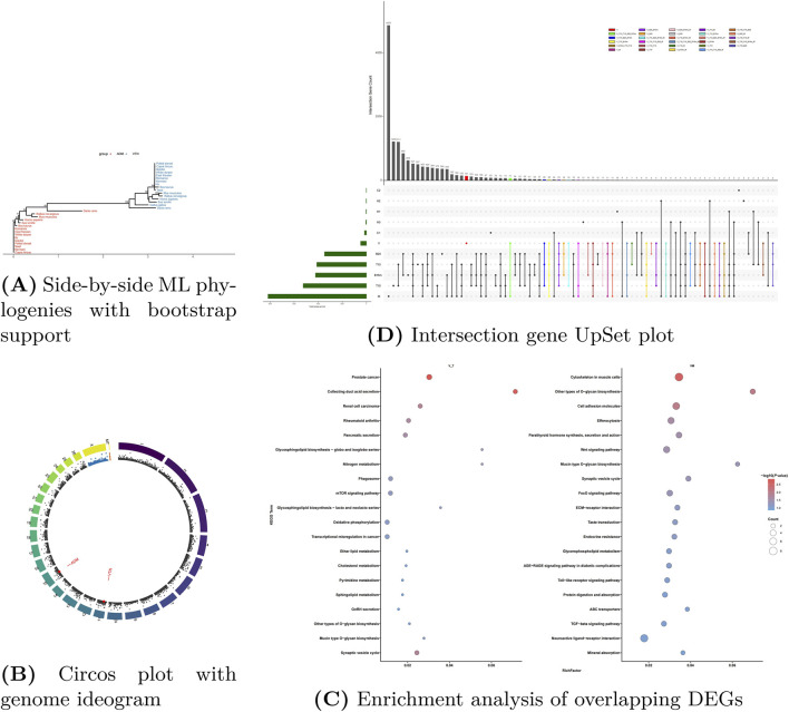 Panel A shows a side-by-side maximum likelihood phylogenetic tree with bootstrap support. Panel B presents a circos plot with a genome ideogram. Panel C displays a scatterplot enrichment analysis of overlapping differentially expressed genes, highlighting pathways and significance. Panel D features an UpSet plot illustrating intersection counts among gene sets.