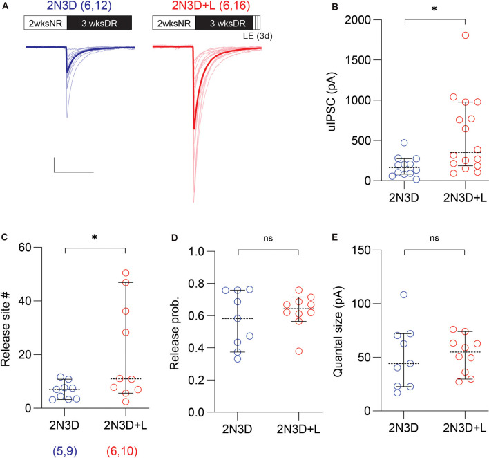 Light exposure after dark rearing increases the uIPSC amplitude and the number of synaptic release sites. (A) Superimposed traces are uIPSCs from 2N3D mice (blue) and 2N3D mice exposed to light for 3 days (2N3D + L: red) and their group average (thick lines). Scale bars: 100 pA and 50 ms. (B) Larger uIPSCs amplitude in 2N3D mice exposed to the normal light environment for 3 days. (C–E) The number of release sites (C) but not the release probability (D) or the quantal size (E) increased after the light exposure. Circles represent individual cases, horizontal bars indicate the median with 95% CI. The number of mice and analyzed cell pairs are indicated in parentheses. Asterisks indicate p < 0.05. ns: not significant.