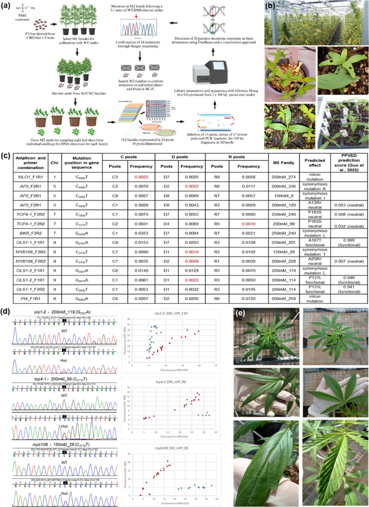 TILLCANN: a TILLING Platform in Cannabis sativa for Mutation Discovery and Crop Improvement. (a) Workflow for the TILLING population construction and the detection and confirmation of mutations in tridimensional pools. Created with BioRender.com. Tri-dimensional pooling diagram reproduced from Burkart-Waco et al. (2017) under Creative Commons license CC-BY-NC 2.5 (https://creativecommons.org/licenses/by-nc/2.5/). (b) Phenotypic characteristics of the TILLCANN population cultivated in permitted greenhouses (top); mutant seedlings displaying chlorosis (left middle), alterations in cotyledon number, and leaf phyllotaxis (right middle); and altered leaf morphology, and developmental abnormalities (bottom). (c) Confirmed EMS-derived mutations detected in C, D, and R amplicon pools and corresponding M2 families with the predicted effect on protein function. (d) Verification of mutations by Sanger sequencing in DNA of individual progeny of M2 mutant families where double peaks at shaded positions in a 1:1 ratio indicated the heterozygous state (presence of mutant allele) for genes CsOLS1, CsTCP4, and CsMYB106 (left panels) and genotyping with PACE performed on 48 plants for the same genes with markers showing heterozygous individuals (red triangles) and homozygous (WT) individuals (blue triangles). (e) Phenotypic effects of the mutation of CsTCP4 on phyllotaxis, leaflet number and leaf surface for mutant (left side panels) compared to wild-type (right side panels) plants