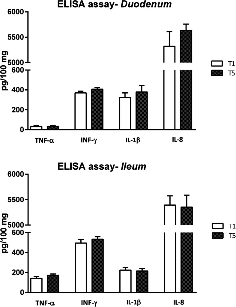 Protein expression of inflammatory cytokines in duodenal and ileal mucosa of piglets. Data are expressed as means (n = 8) and S.E.M. represented by vertical bars. Data refer to picograms of cytokine per 100 mg of tissue (pg/100 mg). T1 = basal diet; T5 = basal diet supplemented with 510 mg of thymol / kg feed (Vetagro SpA, Reggio Emilia, Italy). TNF-α = tumor necrosis factor-α; IFN-γ = interferon-γ; IL-1β = interleukin-1β; IL-8 = interleukin-8
