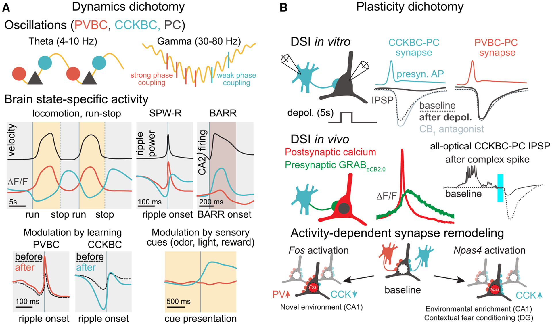 Basket cell dichotomy in vivo(A) Top: illustration of CCKBC and PVBC phase preferences during oscillations. Yellow lines symbolize field potentials. Markers indicate the relative timing of action potential firing (PVBC: orange; CCKBC: blue; PC: black). While PVBCs fire in the descending phase of the extracellular theta, CCKBCs fire in the ascending phase. During gamma oscillations, PVBCs fire in a strongly phase-locked manner after the trough of each gamma cycle, consistent with their role of driving gamma oscillations. By contrast, CCKBCs fire less consistently at variable phases. Bottom: illustration of cell type-specific activity dynamics. Curves in color symbolize average DF/F signals in an in vivo calcium imaging experiment. Vertical lines indicate the time of various events associated with brain state transitions. During locomotion (yellow shading), PVBCs are recruited while CCKBCs are suppressed. By contrast, after stopping (dashed vertical lines), CCKBCs are recruited. CCKBCs are suppressed before SPW-Rs, which emerge during immobility (gray shading) from a non-theta brain state, while PVBCs are recruited during the SPW-R. During sleep, barrages (BARR) of CA2 spiking recruit CCKBCs, while PVBCs are suppressed. When comparing SPW-Rs that are recorded before or after a goal-oriented learning session, PVBCs became more activated, while CCKBCs became more inhibited around SPW-Rs after learning. When sensory cues were presented during the task, CCKBCs were recruited compared with other INs, including PVBCs.(B) Top: illustration of an in vitro paired recording experiment to assess DSI. Note that in CCKBCs, but not in PVBCs, IPSPs in postsynaptic PCs are suppressed following PC depolarization (solid lines) compared with baseline (dashed lines). This suppression is mediated by eCBs, as indicated by its sensitivity to CB1 receptor antagonists. Middle: illustration of in vivo imaging experiments to assess DSI. GRABeCB2.0 imaging shows eCB release following calcium transients in PCs (left). All-optical interrogation of IPSPs shows suppressed IPSP following PC depolarization (right). CCKBCs were optogenetically stimulated using blue light, while a genetically encoded voltage indicator was imaged to record changes in the membrane potential of postsynaptic PCs. Blue bar illustrates photoactivation of presynaptic CCKBCs. Optically evoked IPSPs were detected when the PC was quiet before the light pulse (dashed line), while IPSPs were suppressed if the light pulse followed a spontaneous plateau-driven complex spike in the PC (solid line). The depolarization associated with such events may release eCBs and induce DSI. IPSPs are not drawn to scale with action potentials. Bottom: immediate-early gene expression in PCs leads to BC type-specific inhibitory plasticity: while Fos activation leads to increased PVBC and decreased CCKBC synapse strength, Npas4 activation leads to increased inhibition by CCKBCs. Red nuclei symbolize activated cells (dark colors) compared with neighboring inactive cells (light colors). Round markers symbolize synapses.