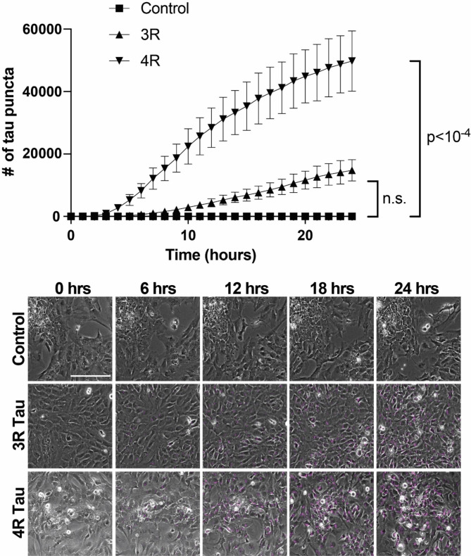 hESC-derived astrocytes preferentially take up 4R tau. hESC-derived astrocytes exposed to either labeled recombinant 3R or 4R tau over the course of 24 h exhibit preferential uptake of 4R. Image stills of hESC-derived astrocytes exposed to labeled recombinant 3R or 4R tau (magenta) over the course of 24 h show more 4R in cells than 3R. Scale bar = 200 μm; n = 3 biological replicates per condition