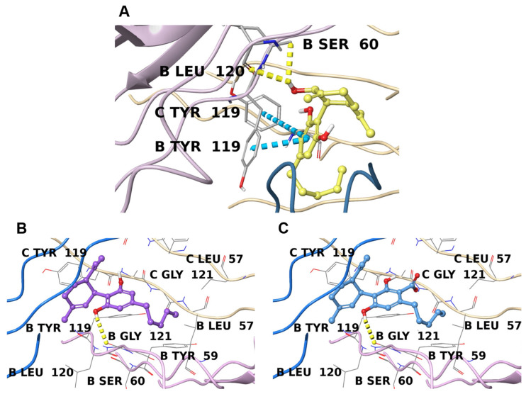 Binding poses of 1 (A), 2 (B), and 3 (C) inside the pocket of TNFα (PDB 6X83 for 1 and PDB 7KPA for 2 and 3), with different ribbon colors for each monomer The hydrogen bonds are depicted as yellow dotted lines and π-π stacking interactions as cyan dotted lines. Interacting residues and other important binding site amino acids are labeled (chain name + residue).