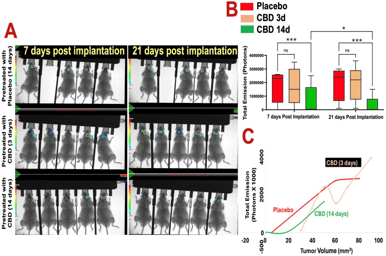 Prophylactic CBD inhalation reduces glioblastoma tumor burden in vivo. (A) Optical bioluminescent imaging (BLI) of photon intensities at 7 and 21 days post–tumor implantation shows that 14 days of inhaled CBD pretreatment significantly reduced GBM tumor growth compared to both placebo and 3-day CBD pretreatment groups (p < 0.01). Heat map indicates photon emission intensity (scale bar shows photons/sec; blue/green = low signal, yellow/red = high signal). Images show one representative cohort (n = 5 mice per group). (B) Quantification of total photon emission confirms significant tumor growth inhibition in the 14-day CBD group at both 7 and 21 days post-implantation (* p < 0.05 and *** p < 0.001, ns = not significant, respectively), while the 3-day pretreatment group did not differ significantly from placebo. (C) Cross-validation of BLI signal with tumor volume measurements demonstrates consistent correlation between reduced photon flux and decreased tumor burden in the 14-day CBD group. Each point represents an individual mouse.