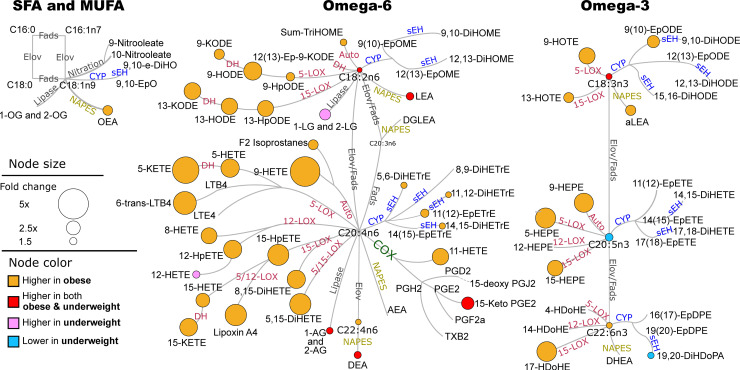 Differences in lipid mediators between sPTB and FTB in obese and underweight groups.Only differences with the t-test p<0.05 are shown. Network presents fatty acids metabolic pathway, including saturates and monounsaturates (SFA and MUFA) and omega 3 and omega 6 fatty acids with oxylipins and endocannabinoids synthesis pathway. Oxylipin metabolizing enzymes are colored by their class: red–lipoxygenase (LOX) and autoxidation pathway; blue–cytochrome p450 (CYP) epoxygenase; green–cyclooxygenase (COX); yellow–N-acylphosphatidylethanolamide-phospholipase D. Node size represents the fold change (sPTB/FTB) and the color represents the BMI group where the change was observed: orange–increased only in obese; red–increased in obese and underweight; pink–increased only in underweight; blue–decreased in underweight. Fads–fatty acid desaturase; Elov–fatty acids elongase; sEH–soluble epoxide hydrolase; DH–dehydrogenase. Saturated and monounsaturated fatty acids were not measured in this assay and are indicated only to visualize parent fatty acids for measured oxylipins and endocannabinoids. Means of individual metabolites and corresponding p-values are provided in S2 Table.