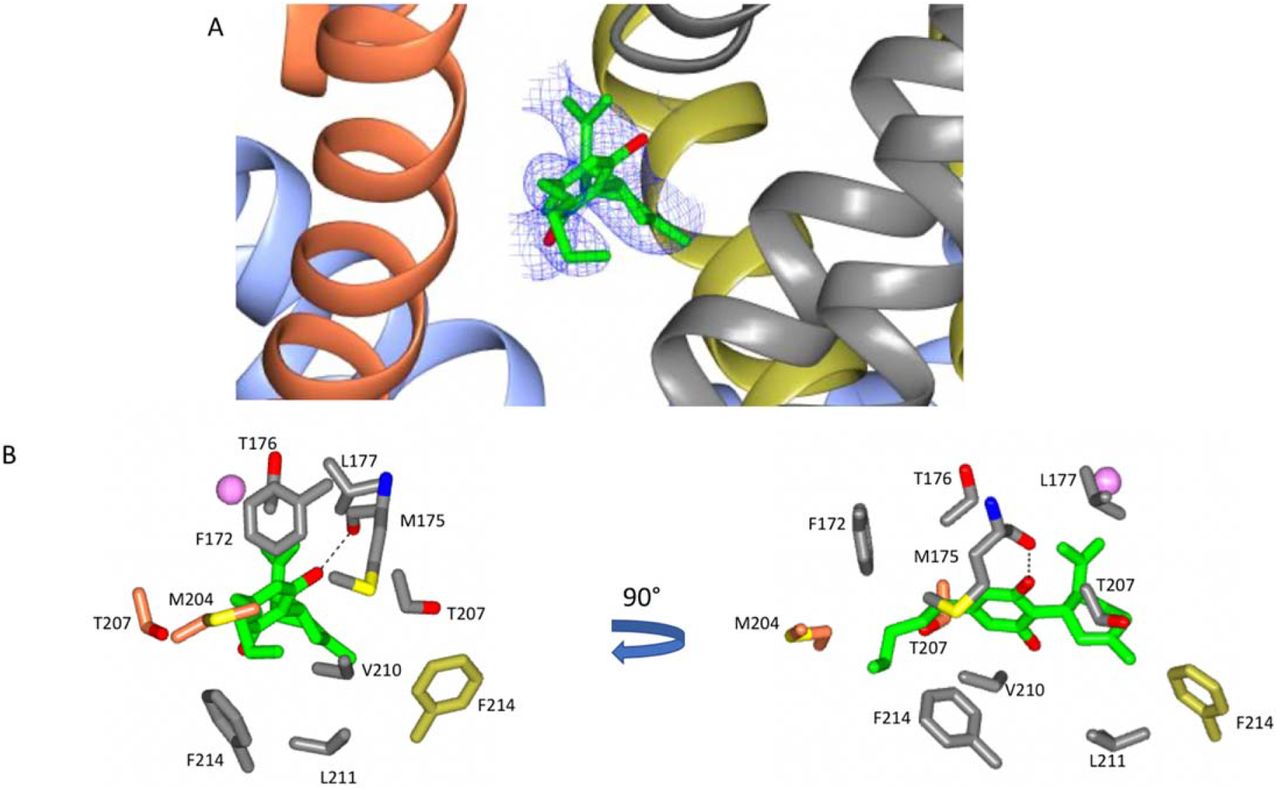 Detailed View of the CBD Binding SiteA) The polypeptide backbone of the NavMs-CBD complex is depicted in ribbon motif. The ribbons are coloured by subunit (only regions of the three subunits that come in close contact with the CBD, depicted in red, grey and yellow) are shown. The (2Fo-Fc) map (shown in blue mesh) was calculated at 1 sigma and the structure of the CBD molecule present is shown in stick depiction. B) (left) Detailed structures of residues that lie within 3.9 Å of the CBD molecule (which is depicted in green/red stick representation) are shown and coloured by domain (as in part A). The sphere indicates the sodium ion site furthest from the extra-membranous surface (the one located farthest into the channel). (right) The same view, rotated by 90 degrees.