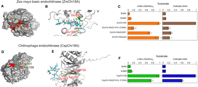 Amino acid residues in GH19 and GH18 chitinases for substrate binding and catalysis. The substrate (GlcNAc)6 is shown as cyan sticks in all models. Model structures were created with alphFold (A) Surface structure of ZmChi19A with the catalytic site in red and predicted catalytic residues labeled, (B) Structure of the ZmChi19A catalytic site with predicted catalytic residues in green. (C) Activities of the wild-type ZmChi19A and its mutants against substrates 4-MU-(GlcNAc)3 and colloidal chitin. (D) Surface structure of the CspChi18A catalytic site in red with predicted catalytic residues labeled. (E) Structure of the CspChi18A catalytic site with predicted catalytic residues in green. (F) Activities of the wild-type CspCh and its mutant against substrates 4-MU-(GlcNAc)3 and colloidal chitin. The graphs show the average results from 6 (4-MU-(GlcNAc)3) and 2 (chitin) experiments, each performed independently in triplicate. The background of fluorescence with SUMO was not subtracted from all values to show the value of the SUMO control compared with buffer and other activities. Whereas the activity of ZmChi19A and CspChi18A are shown relative to the native activities, the rate of chitin cleavage by CspChi18A is 27% of the rate of cleavage by BEA when both are normalized to the baseline rate of SUMO.