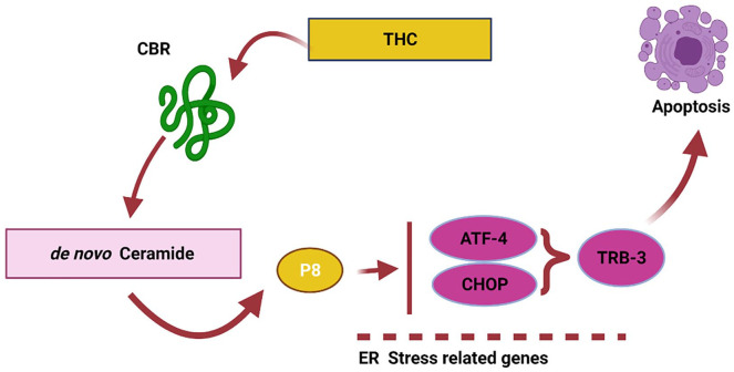 Schematic representation of the endocannabinoid system as suggested by Carracedo et al, 54 2006 (reproduced using Biorender).