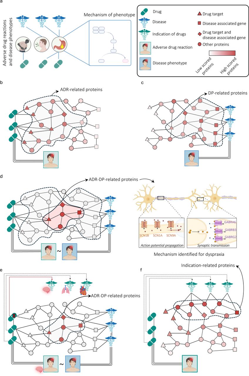 Overview of the DREAMER pipeline.(a) the basic hypothesis: phenotypically similar adverse drug reactions (ADRs) and disease phenotypes (DPs) might result from targeting of and variation in the same biological mechanisms and pathways; (b) to obtain ADR-related proteins, we diffuse from the drug targets and perform a statistical test for each protein; (c) similarly, to obtain Disease phenotype (DP)-related proteins, we diffuse from the disease related proteins and perform a statistical test for each protein. (d) left: ADR-DP proteins comprise the intersection set of proteins with significant overlap between ADR-related proteins and DP-related proteins; right: an example of identified ADR-DP proteins for dyspraxia (meddra.10009696) phenotype; three sodium channels (SCN1A, SCN9A, SCN1B) involved in action potential propagation and three GABA receptors (GABRB3, GABRG2, GABRA6) involved in synaptic transmission, all part of neuronal signaling. (e) to limit potential confounding effects by organ/tissue-related indications, ADR-DP proteins are identified after removing the drugs with the same organ/tissue indication as the organ/tissue affected by the ADR are excluded; and (f) to analyze further the confounding effects of drug indications, protein scores are determined by diffusing from proteins related to the indications of drugs associated with a specific ADR, resulting in the identification of significant proteins called indication-related proteins.