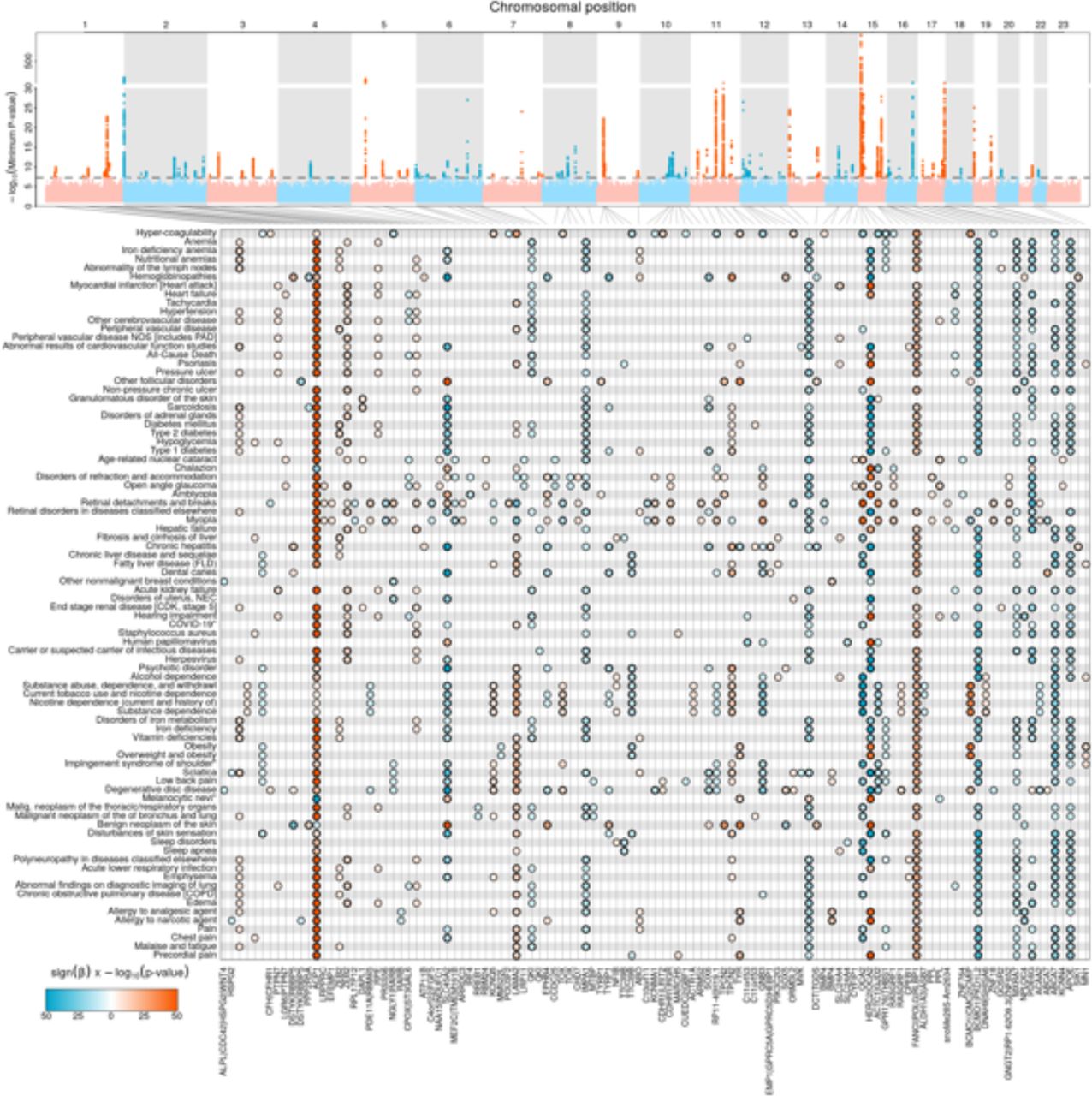 Retinal predictors have a common genetic basisa) Summary Manhattan plot displayed the strongest identified association value (-log10(minimum p-value)) for each variant over the 84 analysed endpoints. b) Individual associations between identified genetic loci and investigated diseases. The black lines indicate the relation between variants and gene loci, positive associations (i.e. increasing the retinal modification of background risk) are coloured in red, while negative associations (i.e. decreasing the retinal modification of background risk) are marked in blue. The colour intensity indicates the estimated effect size.