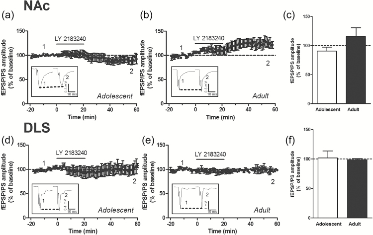 Effect of increasing the tone of endocannabinoids (eCBs) on the field excitatory postsynaptic potentials/population spike (fEPSP/PS). Time course (a, b, d, e) and average magnitude (c, f) of the effect of the eCB uptake inhibitor LY 2183240 (5-[(1,1’-Biphenyl]-4-yl)methyl]-N,N-dimethyl-1H-tetrazole-1-carboxamide) (0.5–1 µM) on the amplitude of the fEPSP/PS measured in the nucleus accumbens (NAc) (a-c) and DLS (b-f). n=5 to 9 slices in each condition. Insets show records of fEPSP/PSs measured in 4 slices at the time points indicated on the graphs.