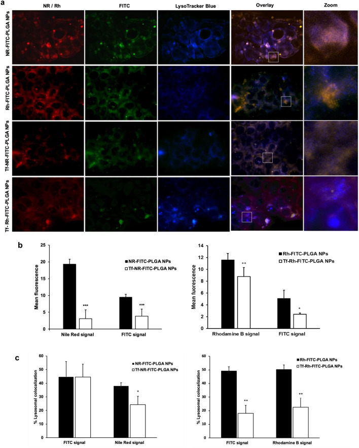 Intracellular trafficking analysis of the formulations upon interaction with the cells. (a) Fluorescent microscopy images of Caco-2 cells incubated with NR- and Rh- loaded, FITC-conjugated, plain and Tf-modified NPs for 2 h. Red represents the fluorescence of the loaded fluorophore (i.e. Nile Red or Rhodamine B); green represents the conjugated fluorophore FITC; blue represents lysosomes stained with LysoTracker Blue. The insets highlight a magnified view of the marked areas, showing colocalization of the NPs with lysosomes. (b) Percent fluorescence intensity obtained in the images from each fluorophore from plain and Tf-modified formulations. (c) Lysosomal percent colocalization. The colocalization analysis was performed with default M1 and M2 coefficients in ImageJ software. Statistically significant differences are highlighted as *p < 0.05; **p < 0.01; ***p < 0.001.