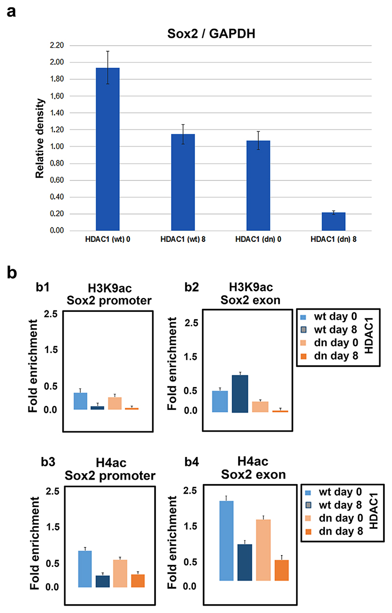 ChIP-qPCR analysis of H3K9ac and H4ac associated with the promoter and exon of Sox2 gene.(a) The level of Sox2 protein in Figure 4c,c2 was quantified using ImageJ software. The bar charts show the mean values ± standard errors calculated from three biological and nine technical replicates. (b) The levels of H3K9ac in (b1) the Sox2 promoter and (b2) the Sox2 exon were studied using ChIP-qPCR. The total H4ac in (b3) Sox2 promoter or (b4) Sox2 exon is shown
