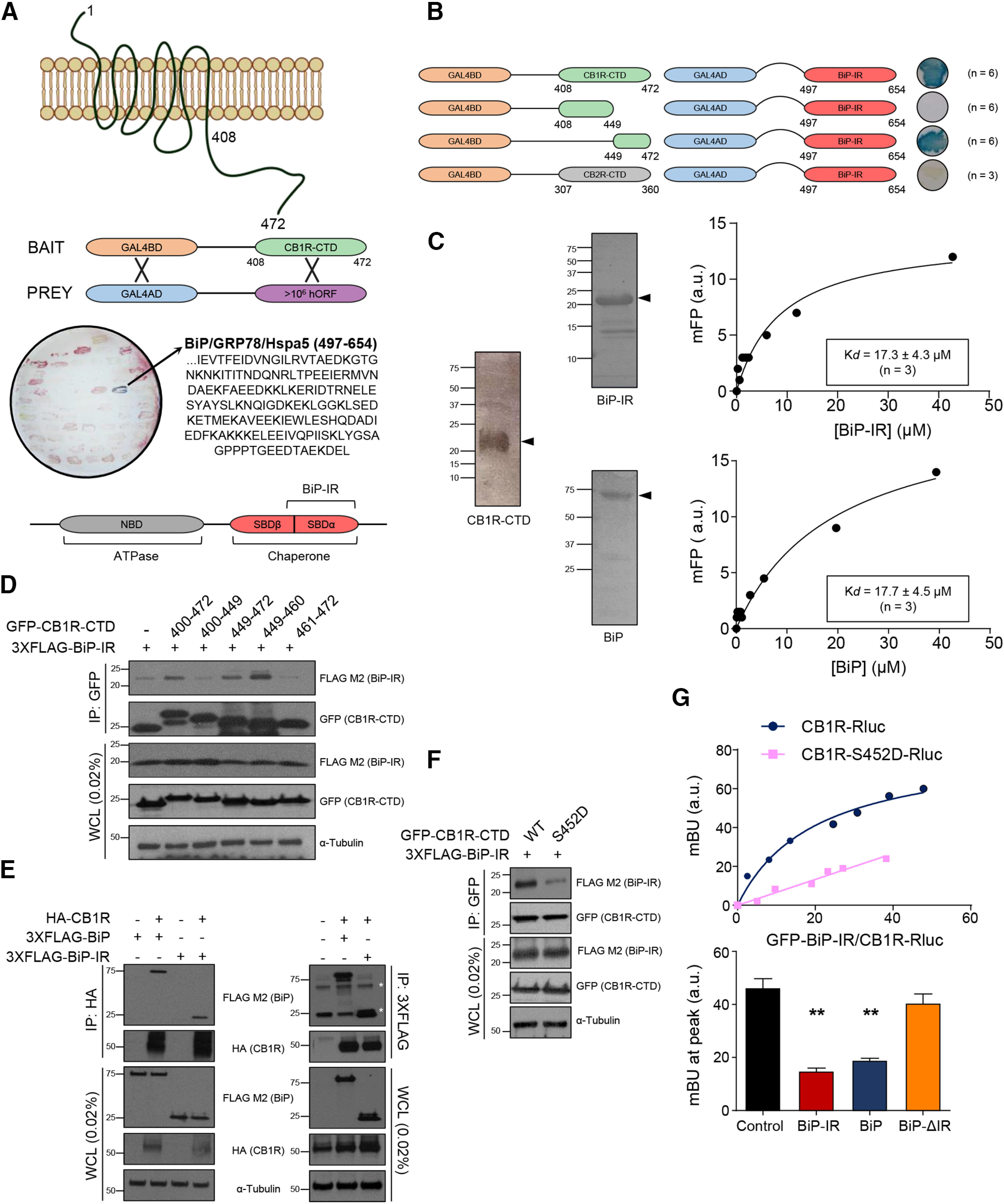 BiP interacts with CB1R in vitro. A, Scheme of the Y2H experiment using CB1R-CTD (amino acids 408-472) as bait and a human cDNA library (>106 clones) as prey. One cDNA clone (stained in blue) contained BiP/GRP78/Hspa5 amino acids 497-654 (BiP-IR). Diagram represents the main structural domains of BiP/GRP78/Hspa5 is shown. B, Scheme of the Y2H experiment using fragments of CB1R-CTD or CB2R-CTD as bait and BiP-IR as prey. C, Fluorescence polarization-based protein–protein binding experiments using 5-IAF-labeled CB1R-CTD and increasing amounts of unlabeled BiP-IR (top) or BiP (bottom). A representative experiment, including the gels of the purified proteins, is shown (n = 3). D, Coimmunoprecipitation experiments in HEK-293T cells expressing fragments of GFP-CB1R-CTD and 3xFLAG-BiP-IR. Immunoprecipitation (IP) was conducted with anti-GFP antibody. WCL, Whole-cell lysate. A representative experiment is shown (n = 3). E, Coimmunoprecipitation experiments in HEK-293T cells expressing HA-CB1R and 3xFLAG-BiP or 3xFLAG-BiP-IR. IP was conducted with anti-HA antibody (left) or anti-FLAG antibody (right). Asterisk indicates immunoglobulin heavy and light chains. A representative experiment is shown (n = 3). F, Coimmunoprecipitation experiments in HEK-293T cells expressing GFP-CB1R-CTD WT or an S452D point mutant form, along with 3xFLAG-BiP-IR. IP was conducted with anti-GFP antibody. A representative experiment is shown (n = 3). G, BRET experiments in HEK-293T cells expressing CB1R-Rluc or CB1R-S452D-Rluc and increasing amounts of GFP-BiP-IR (top; a representative experiment is shown; n = 3), together or not with nontagged versions of BiP, BiP-IR, or BiP-ΔIR as competitors (bottom). **p < 0.01 from control vector by one-way ANOVA with Tukey's multiple comparisons test (n = 3).
