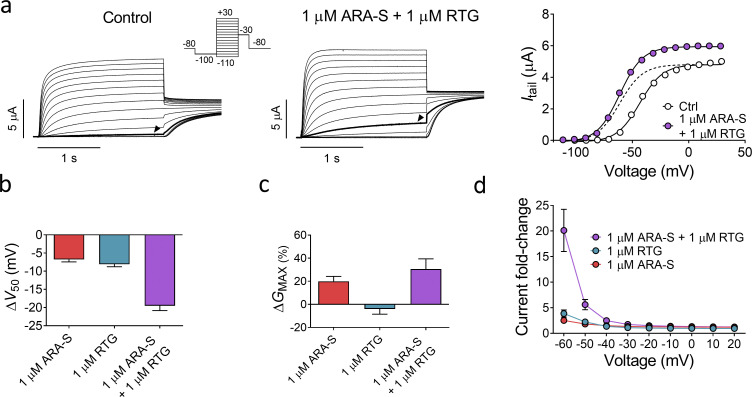 Coapplication of low concentrations of ARA-S and retigabine improves the activating effect on hKV7.2/3. (a) Representative current traces and corresponding G(V) curves for hKV7.2/3 before and after coapplication of 1 µM ARA-S and 1 µM retigabine (RTG). Arrowheads indicate an activating voltage step to −60 mV. Insert of used voltage clamp protocols. Dashed line in the G(V) curve shows the curve for coapplication of 1 µM ARA-S and 1 µM retigabine normalized to GMAX of control. (b and c) Mean shift in V50 (b) and increase in GMAX (c) of hKV7.2/3 induced by indicated treatment. Data shown as mean ± SEM; n = 7–10. (d) Mean hKV7.2/3 current fold increase at different voltages induced by indicated treatment. Data shown as mean ± SEM; n = 7–10.