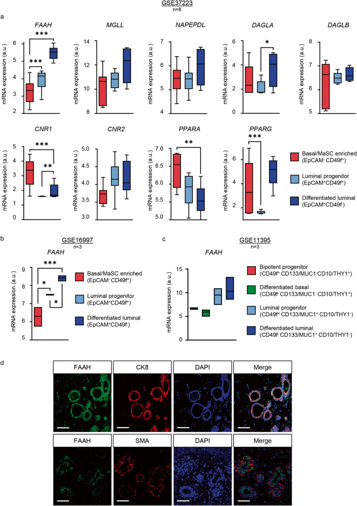 Expression of FAAH and related elements of the ECS in human mammary gland cell populations.Data were obtained from the microarray dataset published by refs. [6] (a), [8] (b), and [7] (c). Data are presented as mean values ± SEM of n = 8 (a) and n = 3 (b, c) biologically independent samples. FAAH fatty acid amide hydrolase, MGL monoacylglycerol lipase, NAPEPLD N-acyl phosphatidylethanolamine-specific phospholipase D, DAGLA, DAGLB diacylglycerol lipase A and B, CNR1 cannabinoid receptor 1, CNR2 cannabinoid receptor 2, PPARA, PPARG peroxisome proliferator activated receptor alpha and gamma. ANOVA: *p < 0.05, **p < 0.01, ***p < 0.001. d Representative immunofluorescence staining of FAAH with cytokeratin 8 (CK8) as a luminal marker (upper panels) and with smooth muscle actin (SMA) as a basal marker (lower panels) in human mammary samples obtained from breast reductions. Cell nuclei are stained in blue. Scale bar = 50 μm.