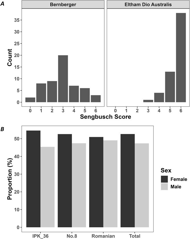 XX monoecious and XY male inbred offspring sex expression, (A) histogram of modified Sengbusch score of two S1 XX monoecious accessions Bern (n = 55) and EDA (n = 56) after 5 weeks of flowering, 0 = 100% male flowers, 1 = 99%–81% male flowers, 2 = 80%–61% male flowers, 3 = 60%–41% male flowers, 4 = 40%–21% male flowers, 5 = 20%–1% male flowers, 6 = 100% female flowers [54], all offspring were determined to have an XX chromosomal makeup by PCR (Fig. S2), (B) bar chart of the proportion (%) of male and female offspring of three self-pollinated XY lines. IPK_36 (n = 185), No. 8 (n = 135), and Romanian (n = 210), this equates to a 1:1 M/F offspring ratio by χ2 (P = .22).