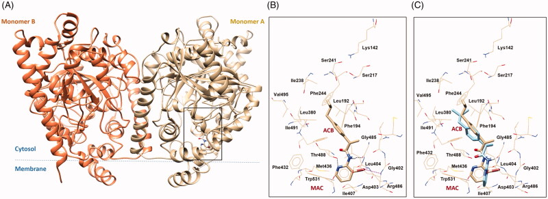 (A) 3 D structure of monomers A and B of rFAAH. The rectangular box indicates the Ibu-AM68 ligand binding cavity. (B) Focus on the binding mode of Ibu-AM68 within the ACB channel. Polar contacts engaged by bromine atom with Leu404 and Asp403 are depicted as magenta dashed lines, while hydrogen bond interactions with Gly485 and Thr488 are shown as dashed black lines. (C) Overlap between the binding mode of Ibu-68AM (tan stick) and Ibu-AM5 (light cyan stick), highlighting the different orientation of the substituted pyridine ring.