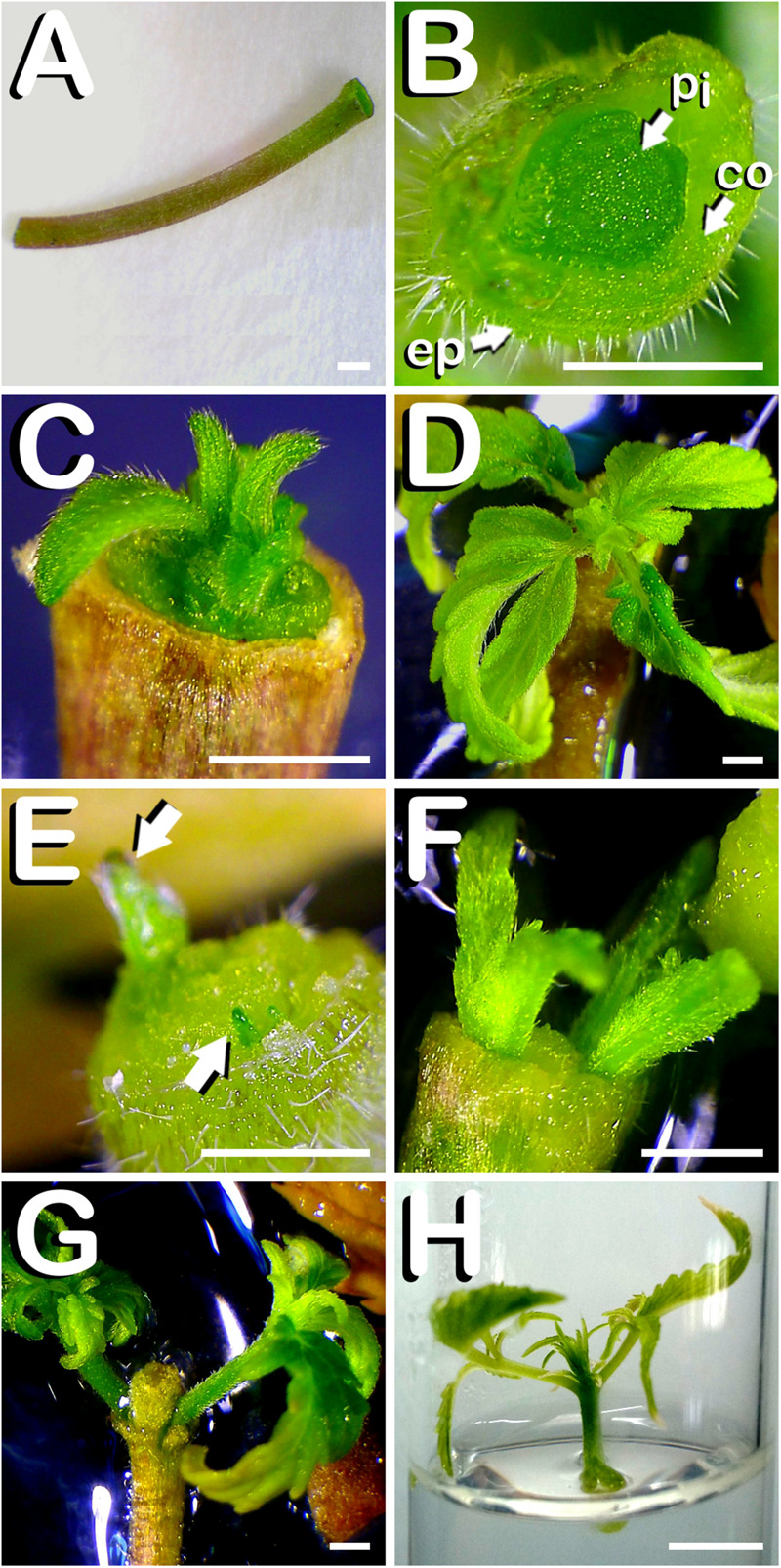 Direct in vitro shoot organogenesis from hypocotyls of C. sativa. The different developmental stages are described as follows: (A) Newly dissected hypocotyl from a 7-days-old hemp seedling. (B) Transverse section of newly dissected hemp hypocotyl revealing its different layers: ep: epidermis; co: cortex; pi: pith. (C) Formation of one shoot at the top of the hypocotyl after 7 days of in vitro culture. (D) Vigorous shoot arising from the upper part of hypocotyl 14 days after exposure to the culture medium. (E) Two primordia arising from the top of the hypocotyl after 4 days of in vitro culture: arrows point both primordia. (F) Two hypocotyl derived plants 9 days after explant inoculation. (G) Two hypocotyl derived regenerants ready to be subcultured 14 days after explant culture. (H) Hypocotyl derived plant individually grown in a glass-tube 21 days after culture initiation. Scale bars (A–G): 1 mm. Scale bar (H): 6 mm.