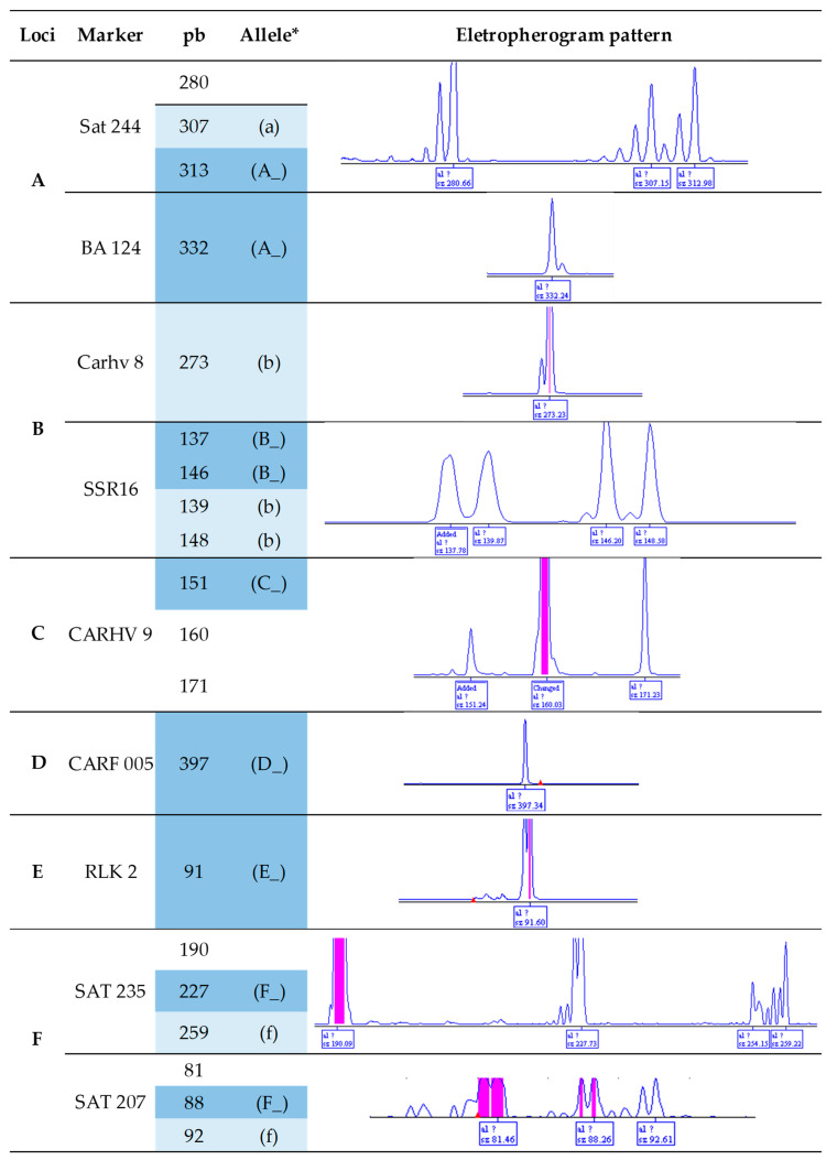 Description of the molecular markers for Hemileia vastatrix and Colletotrichum kahawae, covering the locus, the length of the generated electropherogram, and the identified alleles. * Electropherograms relevant for analysis are highlighted in blue, with dark blue representing dominant alleles and light blue representing recessive ones.