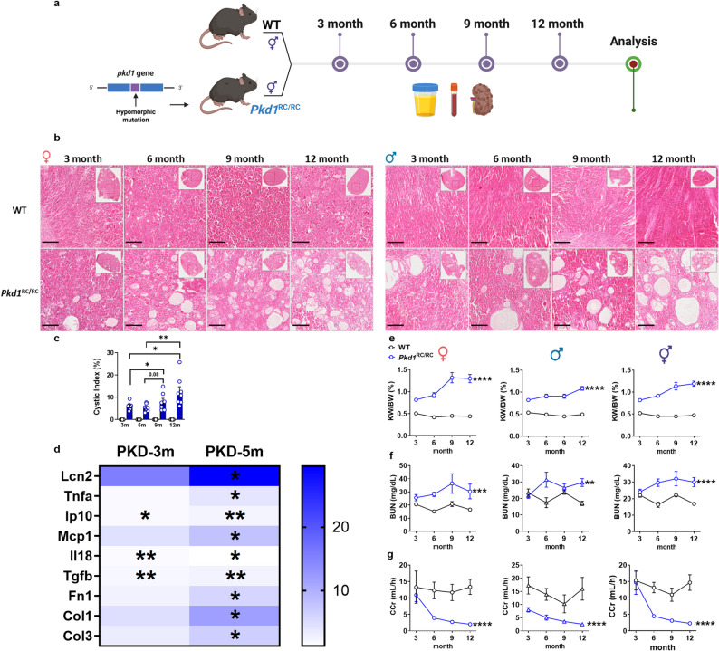 Establishment and pathological characterization of Pkd1RC/RC Mice. a Experimental timeline showing longitudinal sampling at 3, 6, 9, and 12 months in wild-type (WT) and Pkd1RC/RC mice, with collection of urine, blood, and kidney samples at each timepoint for biochemical, molecular, and histological analysis. b Representative hematoxylin and eosin (H&E)-stained kidney sections (× 20 magnification) from females (upper panels) and males (lower panels) showing progressive cyst development and tubular dilation in Pkd1RC/RC mice compared with normal renal architecture in age-matched WT controls. Low-magnification overviews shown in insets. c Quantitative analysis of progressive cyst burden across the disease timeline, demonstrating significant age-dependent increase in both males and females (combined data shown). d Heatmap of renal gene expression for injury markers (Lcn2), pro-inflammatory cytokines (Tnfa, Ip10, Mcp1, Il18b), and pro-fibrotic mediators (Tgfb, Fn1, Col1, Col3) showing progressive activation of inflammatory and fibrotic signaling in Pkd1RC/RC mice. e–g Longitudinal assessment of kidney function demonstrates significant age-dependent increases in kidney-to-body weight ratio (KW/BW; e and blood urea nitrogen (BUN; f, with parallel decline in creatinine clearance (CCr; g in female and male Pkd1RC/RC mice versus WT controls. Data represent mean ± SEM from WT (n = 3–5) and Pkd1RC/RC (n = 3–12) per group per timepoint. Statistical analysis: two-way ANOVA with Šidák post-hoc test for multiple comparisons. Statistical significance: *p < 0.05, **p < 0.01, ***p < 0.001, ****p < 0.0001 versus WT