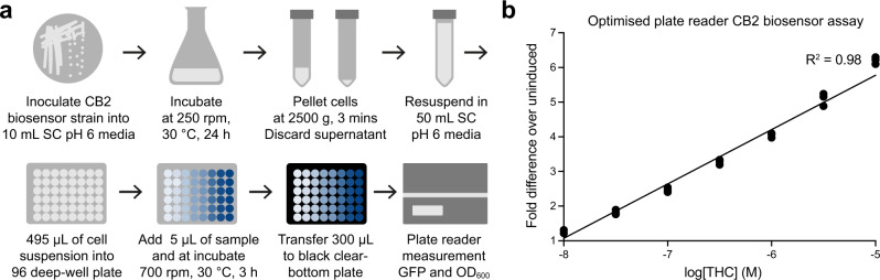 Optimised CB2 biosensor plate reader assay.a Optimised workflow for CB2 biosensor strain preparation, sample incubation, and plate reader measurement of 96 samples. Throughput can be linearly scaled with starting culture volume. b THC dose-response curve using the optimised CB2 biosensor plate reader assay over the linear range of GFP output (0.01–10 µM of THC). Data was normalised to the uninduced CB2 biosensor response (1). Experimental measurements are GFP levels per cell as determined on a plate reader and shown as the individual values from three biological replicates. A straight-line curve was fitted using GraphPad Prism linear regression fit, R2 = 0.98.