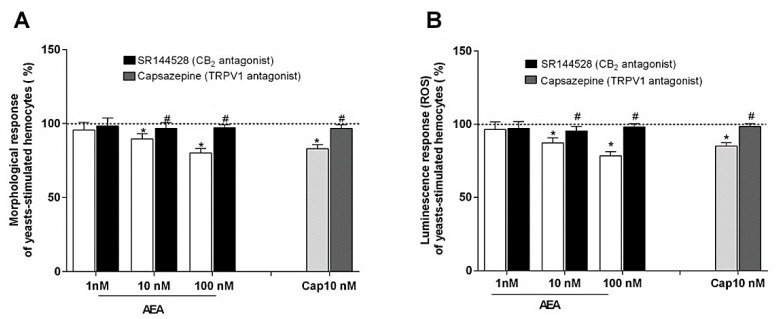 Effects of AEA and CAP on the hemocyte ability (A) to undergo morphological activation and (B) to generate ROS following phagocytosis stimulation with yeasts. AEA and CAP were tested both alone and in combination, respectively, with SR144528, a CB2 antagonist, and CPZ, a TRPV1 antagonist. Control (dotted line) was represented by yeasts-stimulated hemocytes not exposed to AEA or CAP and their respective antagonists. Control = 100%; * p < 0.01 vs. control; # p < 0.01 vs. hemocyte response w/o antagonist.