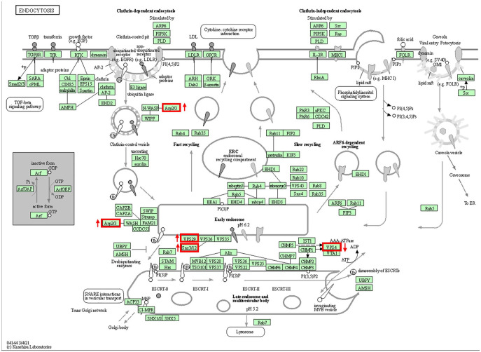 KEGG pathway maps. ARP2/3, VPS29, SNX3/12, and VPS4 were particularly mapped in the endocytosis pathway (Mus musculus).