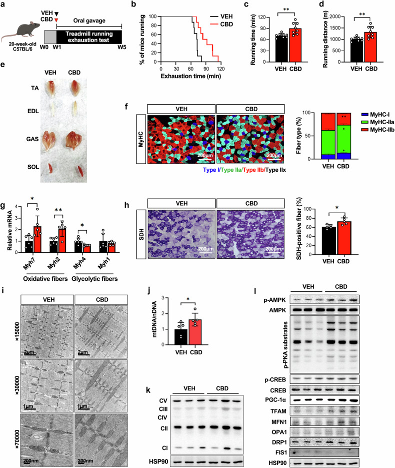 CBD administration increases endurance exercise performance and mitochondrial biogenesis in mice.a Schematic of a study measuring CBD-mediated exercise performance enhancement. b Running population plotted against time to exhaustion (n = 8). c, d Average running time (c) and distance until exhaustion (d) (n = 8). e Representative photographs showing skeletal muscles from VEH- and CBD-treated mice. f Microscopy images of GAS muscles immunostained with anti-MyHC antibodies (n = 5). g qPCR was utilized to examine the mRNA expression levels of known markers for type I and type II muscle fibers (n = 5–6). h Quantification of SDH-positive fibers in GAS muscles via SDH staining (n = 5). i Transmission electron micrographs of GAS muscles in mice treated with CBD or VEH. j qPCR was used to quantify mtDNA levels compared with nuclear DNA (nDNA) levels (n = 5). k Western blot analysis of the expression of mitochondrial biogenesis genes in GAS muscles (n = 6). l Western blot analysis of the expression of OxPhos subunits in GAS muscles (n = 6). *P < 0.05, **P < 0.01. TA, tibialis anterior; EDL, extensor digitorum longus; GAS, gastrocnemius; SOL, soleus.