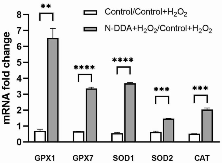 Transcription levels of the genes of some antioxidant enzymes upon N-DDA (5 µM) treatment in differentiated neuronal cultures 24 h of OS induced by 200 µM H2O2. GPX1: glutathione peroxidase 1, GPX7: glutathione peroxidase 7, SOD1: cytoplasmic superoxide dismutase, SOD2: mitochondrial superoxide dismutase, CAT: catalase. Real-time PCR data, ** p < 0.01, *** p < 0.001, **** p < 0.0001.