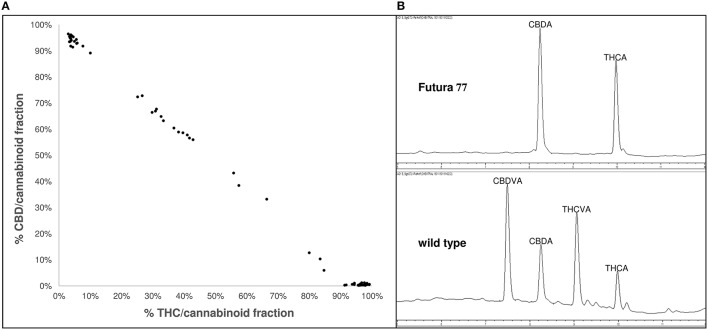 Phenotypic variability in cannabinoid composition in exotic Cannabis germplasm (A) variability of acidic and neutral forms of the penty-alkyl-cannabinoids THC and CBD within the cannabinoid fraction. Data points correspond to 66 plants derived from 22 accessions; Accessions were sourced from different geographical locations and represent different stages of domestication; Accessions were grown in environmentally-controlled conditions and harvested at similar developmental stages; redrawn from Welling et al. (2015); (B) chromatogram at 272 nm of a single cultivated and wild-type plant; Top chromatogram of an individual European cultivar Futura 77 exhibiting acidic forms of the pentyl-alkyl-cannabinoids CBD and THC as the predominant cannabinoids; Bottom chromatogram of an individual East Asian landrace exhibiting acidic forms of the propyl-alkyl-cannabinoids CBDV and THCV as the predominant cannabinoids; CBD, cannabidiol; CBDV, cannabidivarin; THC, delta-9-tetrahydrocannabinol; THCV, delta-9-tetrahydrocannabivarin.