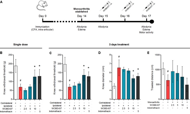 Effect of WOBE437 on allodynia and inflammation after a single dose or 3 days treatment in a mouse model of monoarthritis. (A) Treatment scheme of monoarthritis induced by knee immunization with complete Freund’s adjuvant (CFA) (40 μL, intra-articular) in which the inflammatory process was allowed to develop for 14 days. Intraperitoneal treatments with WOBE437 were carried on days 15 to 17. (B) Allodynia was evaluated upon single dose treatments in which 10 mg/kg of WOBE437 increased the pain threshold. After 3 days of treatment, 10 mg/kg of WOBE437 improved (C) allodynia and reduced (D) edema. (E) The development of monoarthritis significantly decreased the travel distance in the open field test, but no significant changes were observed after WOBE437 treatment due to high variability. Indomethacin was used as a reference drug. All doses are shown in mg/kg, i.p. Allodynia was evaluated by mechanical sensitivity and edema through knee diameter and both were measured 1 h after pharmacological treatments. All data show mean values ± SD of at least 6 to 15 mice. Groups were compared using Kruskal–Wallis test followed by Mann–Whitney test. ∗p < 0.05 vs. ipsilateral/vehicle; #p < 0.05 vs. contralateral/healthy; i.p., intraperitoneally.