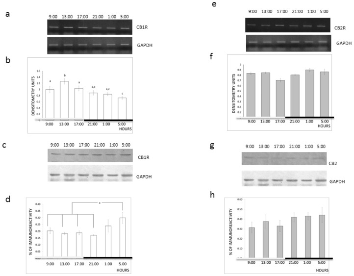 Effect of light-dark cycle on CB1R and CB2R expression. (a) Representative ethidium bromide-stained gel of polymerase chain reaction (PCR) fragments of CB1R and glyceraldehyde-3-phosphate dehydrogenase (GAPDH) in the rat cerebral cortex at different hours of the day; (b) Quantification of a negative ethidium bromide-stained gel by densitometry. The bars represent the mean ± SEM of the ratio of the densitometry units for CB1R and GAPDH (n = 4). The bars with the same letter were not significantly different in a one-way ANOVA and a Duncan post-hoc; (c) Representative picture of a western immunoblot of CB1R and GAPDH in the rat cerebral cortex at different hours of the day; (d) Quantification by densitometry of the western immunoblot bands. The bars represent the mean ± SEM of the ratio of the densitometry for CB1R and GAPDH (n = 4); * p < 0.05. One-way ANOVA and a Duncan post-hoc test; (e) Representative ethidium bromide-stained gel of PCR fragments of CB2R and GAPDH in the rat cerebral cortex at different hours of the day; (f) Quantification by densitometry of a negative ethidium bromide-stained gel. The bars represent the mean ± SEM of the ratio of the densitometry units for CB2R and GAPDH (n = 4); (g) Representative picture of a western immunoblot for CB2R and GAPDH in the rat cerebral cortex at different hours of the day; (h) Quantification by densitometry of the western immunoblot bands. The bars represent the mean ± SEM of the ratio of the densitometry obtained for CB2R and GAPDH (n = 4); p < 0.05. One-way ANOVA and a Duncan post-hoc test.