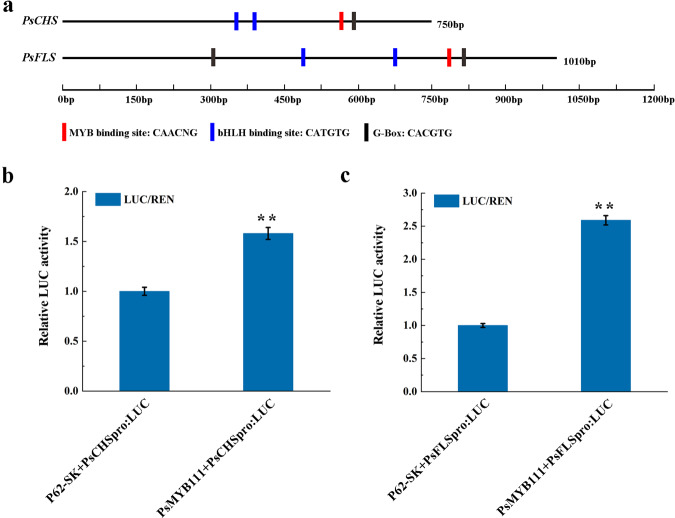 Transcriptional activity analysis of PsMYB111 against the promoters of PsCHS and PsFLS of tree peony.a Schematic overview of PsCHS and PsFLS promoters. b Dual-luciferase assays in tobacco leaves. Transformed protoplasts including only a promoter-LUC reporter construct without an effector were used as controls. The data represent the means ± SDs of three replicates from three independent experiments. **p < 0.01