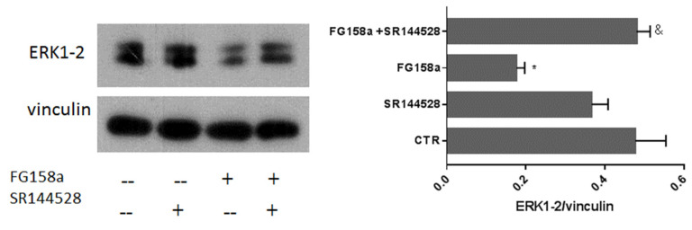 FG158a inhibition of ERK1/2 is mediated by CB2R. Western blot and densitometric analysis of ERK protein is shown for FG158a treated SH−SY5Y cells and the combined effect with SR144528 is also shown. Vinculin was used as a control for normalization. The blots are representative of at least 3 independent experiments and the densitometric analysis reports the mean of the experiments. The statistical analysis was performed by parametric two tailed t-test (* p < 0.05 FG158a calculated with respect to the CTR; & p < 0.01 FG158a+SR144528 calculated with respect to FG158a).