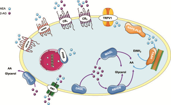 The elements of the endocannabinoid system and related receptors . The endocannabinoid system (ECS) is composed of its two main endocannabinoids AEA and 2-AG, which activate their primary targets CB1 and CB2 as well as their secondary targets GPR55, PPAR and TRPV1, among others. AEA is synthesised from cell membrane lipids by NAPE-PLD and is degraded primarily by FAAH. 2-AG is synthesised also from membrane lipid precursors by the DAGL enzyme and is degraded by MAGL and, also, to a minor extent, by ABHD6 and ABHD12. Besides their proposed ability to move to and from the cell by diffusion, the existence of an endocannabinoid specific transporter, the EMT, has been proposed that eases this bidirectional flow. 2-AG, 2-arachydonoylglycerol; ABHD6, α/β-hydrolase-6; ABHD12, α/β-hydrolase-12, AEA, anandamide; CB1, cannabinoid receptor 1; CB2, cannabinoid receptor 2; DAGL, diacylglycerol lipase; EMT, endocannabinoid membrane transporter; FAAH, fatty acid amide hydrolase; GPR55, G-protein-coupled receptor 55; GPR119, G-protein-coupled receptor 119; MAGL, monoacylglycerol lipase; NAPE-PLD, N-acylphosphatidylethanolamine-specific phospholipase D; PPAR, peroxisome proliferator-activated receptors; TRPV1, transient receptor potential vanilloid 1. This image contains some elements adapted from the Servier Medical Art Image Bank (Servier Laboratories (Aust) Pty Ltd) licensed under a Creative Commons Attribution 3.0 Unported Licence.
