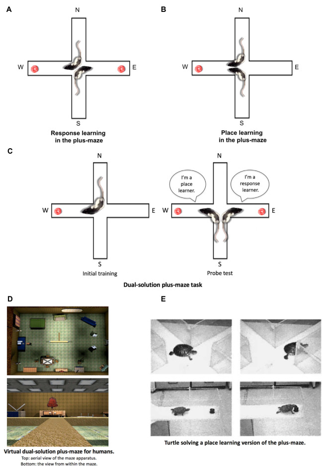 Place and response learning in the plus-maze. (A) In the response learning plus-maze task, a rat is released from opposite start arms (e.g., N and S) throughout training, and the same body-turn response at the choice point is reinforced. For example, when the rat is released from the N arm, food is located in the W arm. When the rat is released from the S arm, food is located in the E arm. In this example, a right-body turn at the choice point is being reinforced. (B) In the place learning plus-maze task, a rat is released from opposite start arms throughout training, while the food remains in a consistently reinforced spatial location. (C) During initial training in the dual-solution plus-maze task, a rat is released from a consistent start arm (e.g., N) with food also located in a consistent spatial location (e.g., W). A rat can learn to retrieve food using a place learning strategy (i.e., go to the same place) or a response learning strategy (i.e., make the same body turn at the choice point). To determine how the rat learned to solve the task, a probe trial is conducted in which the rat is started from the opposite arm (e.g., S). If the rat continues to make the same body-turn at the choice point, the rat is labeled a response learner. If the rat makes the opposite body-turn to return to the reinforced spatial location, the rat is labeled a place learner. (D) A virtual version of the dual-solution plus-maze task may be employed to study place and response learning in human subjects (images from Astur et al., 2016). (E) Place and response learning tasks have been employed to study learning and memory across a variety of species aside from rodents and humans, including turtles, salamanders, chickens, horses, and sharks, among others (image from Salas et al., 2003 with permission from S. Karger AG, Basel).