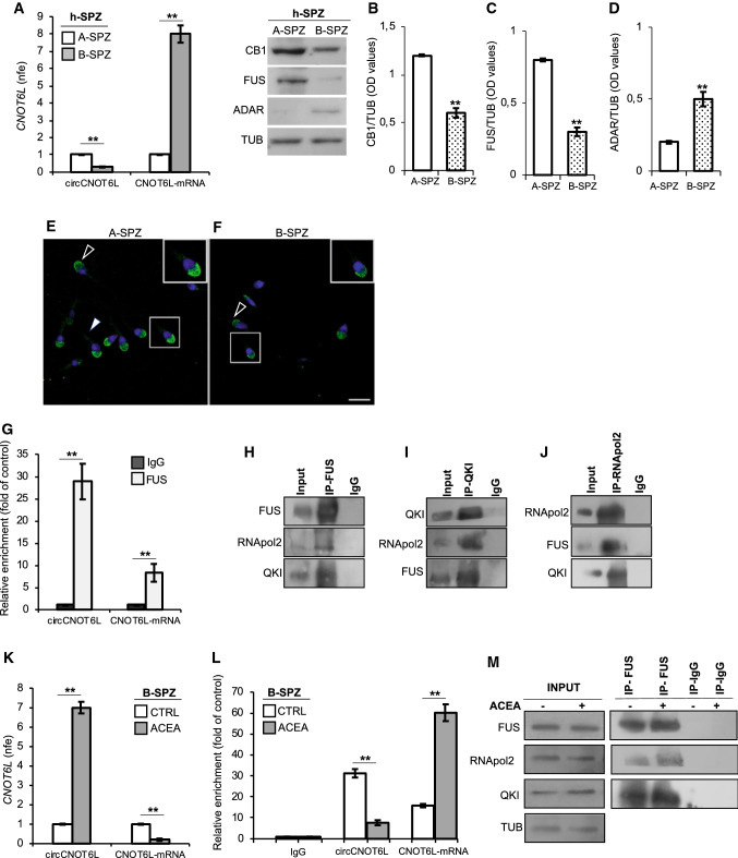 Human SPZ mimic mouse SPZ. qRT-PCR detection of circCNOT6L and CNOT6L-mRNA expression levels (A); immunoblots and quantification of CB1 (B), FUS (C) and ADAR (D) proteins in A- and B-SPZ fractions from normozoospermic volunteers (n = 5 different samples in triplicate). Immunofluorescence analysis of FUS protein in A- and B-SPZ (E and F). White empty arrowheads and white full arrowheads represent FUS localization (FITC-green) in sperm head and tail, respectively. Nuclei were labeled with DAPI (blue). Scale bar: 20 µM. qRT-PCR detection of circCNOT6L and CNOT6L-mRNA expression levels (G) in B-SPZ fractions from normozoospermic volunteers (n = 5) in vitro treated with vehicle (CTRL) or ACEA 1 µM (n = 5 different samples for each experimental group in triplicate). In (A) and (G), the data are reported as mean value of nfe ± SEM, using Gapdh as endogenous control. In (B), (C) and (D) CB1, FUS and ADAR amount was quantified by densitometry analysis, normalized against Tubulin (TUB) signals, expressed as fc of OD values and reported as mean value ± SEM. **P < 0.01. The enrichment levels of circCNOT6L and CNOT6L-mRNA in the products of RIP assay (FUS-IP compared with IgG-IP) in B-SPZ alone (H) and after in vitro ACEA treatment (L) by qRT-PCR. Data are reported as mean ± SEM from three independent experiments. **P < 0.01. Western blot analysis of FUS, QKI and RNApol2 in the products of IP in B-SPZ (I, J and K) using FUS, QKI and RNApol2 antibodies. Western blot analysis of RIP protein fraction immunoprecipitated with FUS Ab (FUS-IP) in B-SPZ after in vitro ACEA treatment (M). FUS-IP is analyzed in comparison to control IgG-IP and Input protein extracts