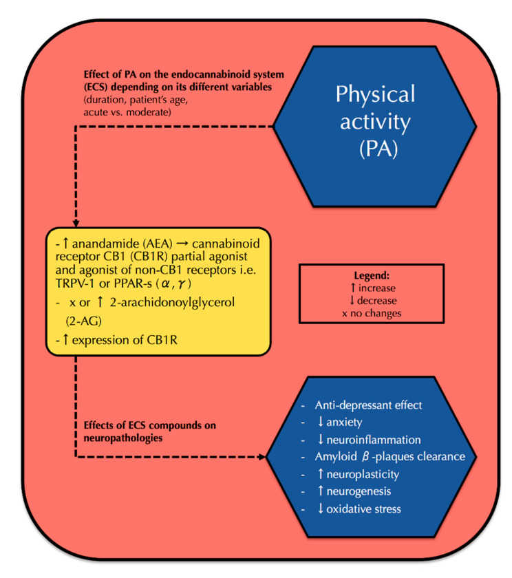 The effect of physical activity on the endocannabinoid system components and, subsequently, its possible impact on the attenuation of neuropathologies. PA: physical activity, ECS: endocannabinoid system, AEA: anandamide, CB1R: cannabinoid receptor type 1, TRPV-1: transient receptor potential vanilloid type 1, PPAR: peroxisome proliferator-activated receptors α, 2-AG: 2-arachidonoylglycerol.