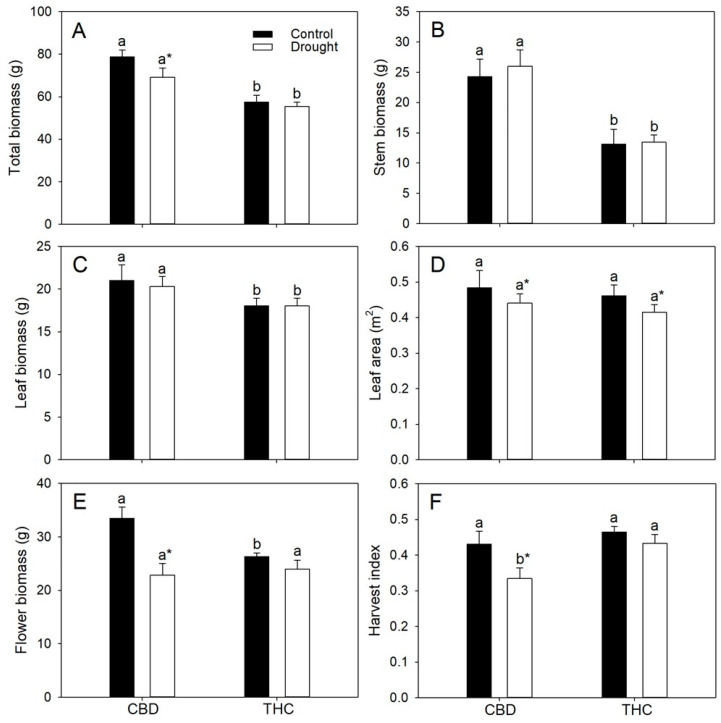 (A) Total biomass, (B) stem biomass, (C) leaf biomass, (D) leaf area, (E) inflorescence biomass, and (F) harvest index (HI) in two Cannabis genotypes grown under well-watered or drought conditions. Values are means ± SE (n = 8). Different letters indicate significant differences between genotypes within the same water regime; asterisks, when shown, indicate a drought effect within a genotype (Tukey’s test, p ≤ 0.05).