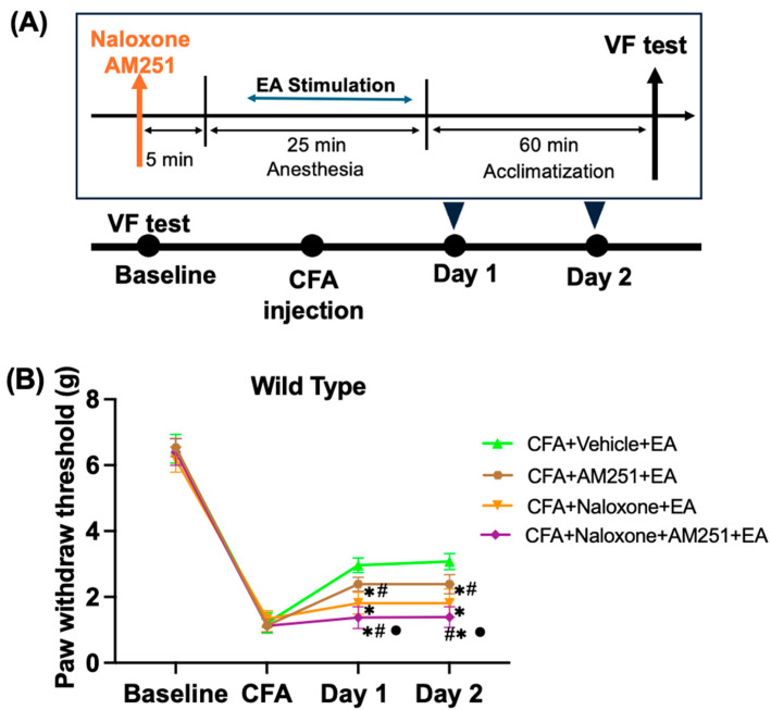 Naloxone alone or in combination with AM251 attenuates the effect of EA. (A) Schematic flow diagram of intraperitoneal injection (i.p.) in wild-type mice. (B) WT mice were tested using the von Frey test to determine changes in the PWT. On Day 1 and Day 2 after the administration of the vehicle or antagonist, EA was performed. Mean and standard deviation are used to express the values (n = 8). * p < 0.05 compared with the Vehicle + EA group; # p < 0.05 compared with the Naloxone + EA group; ● p < 0.05 compared with the AM251 + EA group.
