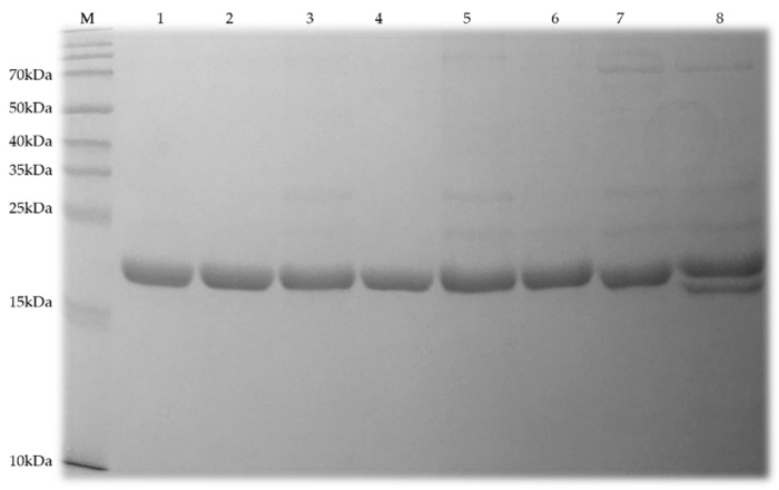 SDS-PAGE analysis of WT PlyC CHAP and its mutants. The solubility and purity of each enzyme after the His-tag cleavage were assessed via a 7.5% SDS-PAGE gel. The lanes correlate to: (M) BioRad protein markers; (1) PlyC CHAP WT; (2) PlyC CHAP +1; (3) PlyC CHAP +2; (4) PlyC CHAP +3; (5) PlyC CHAP +4; (6) PlyC CHAP +5; (7) PlyC CHAP +6, and; (8) PlyC CHAP +7.