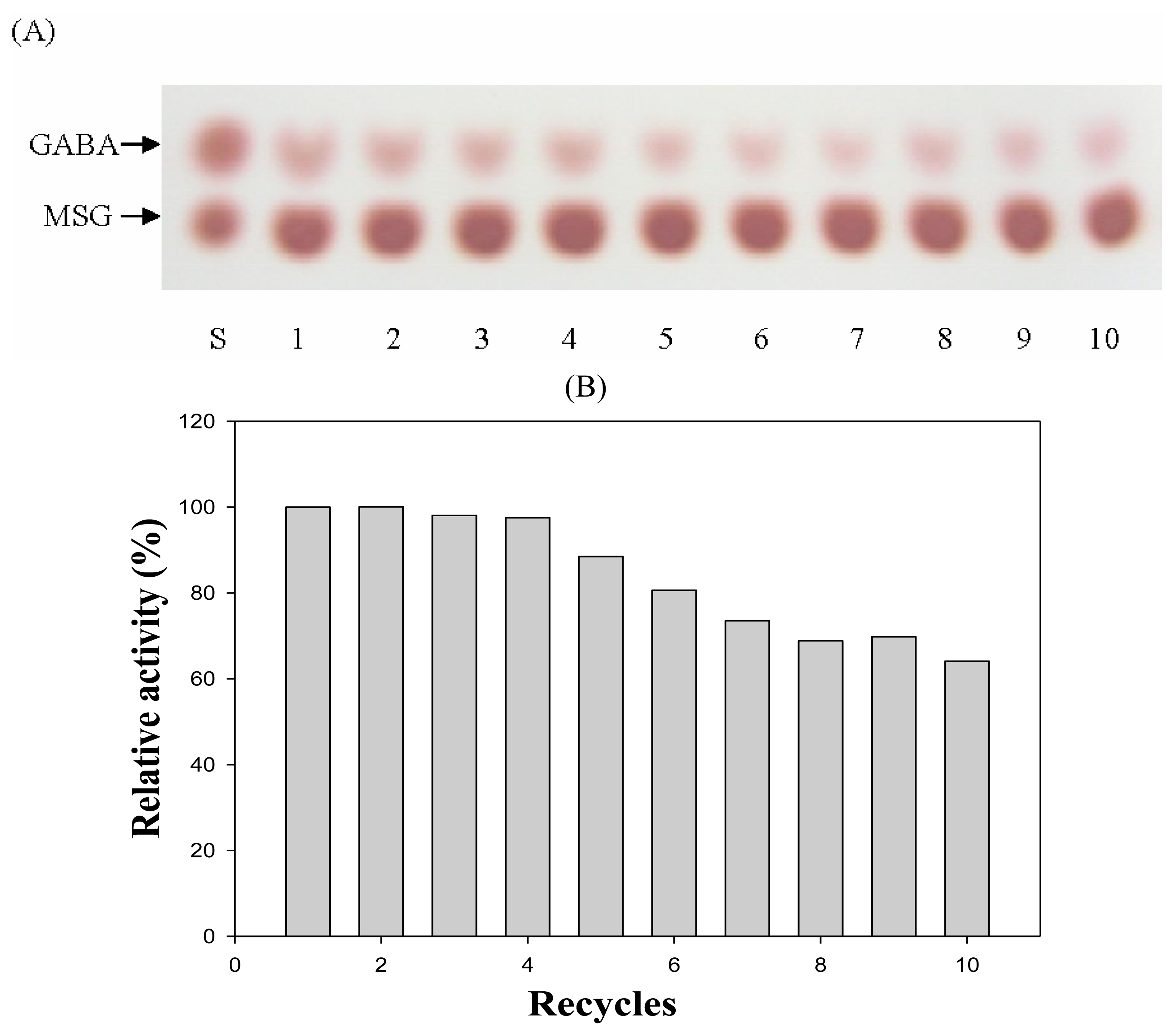 Thin layer chromatography (A) and relative activity (B) of GAD immobilized on Avicel after multiple uses. After the enzyme reaction was preceded at 37 °C for 30 min at pH 4.0, the immobilized enzyme was recovered by centrifugation and repeatedly re-used. The Avicel recovery was estimated to be about 99.7% at each step. S, standard for GABA and monosodium glutamate (MSG); number, recycled times.