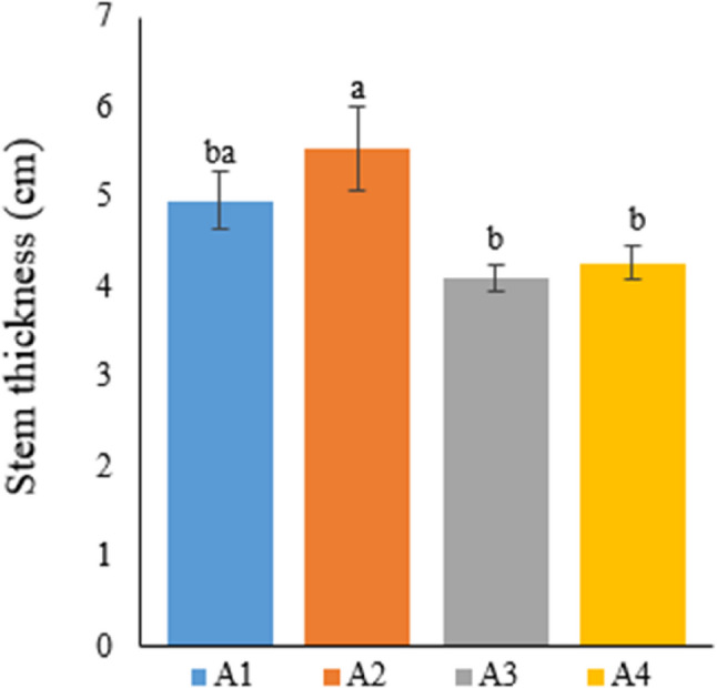 Graph showing the stem thickness of cannabis plants which is A1: 1/2 Hoagland + 150:30:150 N: P:K, A2: 1/2 Hoagland + 150:30:150 N: P:K + 10 mg/L Si, A3: 1/2 Hoagland + 150:30:150 N: P:K + 1 mg/L IBA, A4: Soil media (peat: soil: perlite / 1:1:1). Columns shown that mean comparsions were conducted using Duncan’s multiple range test wtih the bars stand for standard deviation (SD). According to the analysis of variance, different letters indicate statistically significant differences at p ≤ 0.05