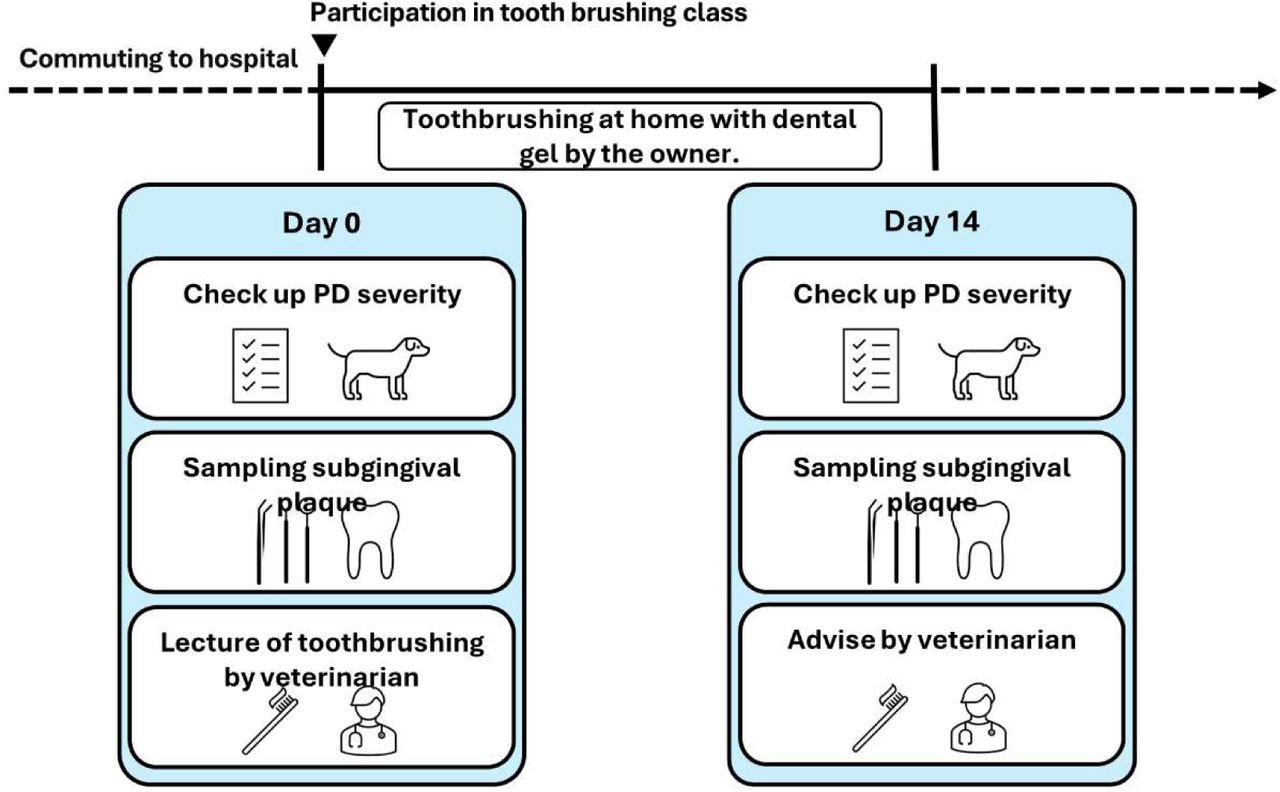 Schematic of the tooth brushing program